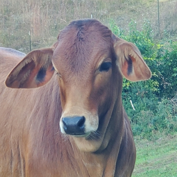 Meet your Posher, Brenna - Picture 3 of 12